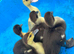 Muscovys ducklings