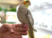 Cocktail parrot