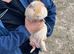 Brown and cream guinea pig