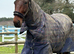 9yr old Bay pacer gelding