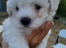 Puppy for sale