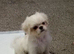 4 beautiful pugzu puppies