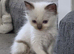Ragdoll pedigree
