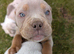 olde English bulldogge