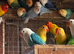 Beautiful baby lovebirds and adult lovebirds
