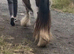 For sale Bruno,mini cob colth