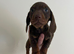 Dachshund