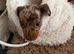 GORGEOUS MINIATURE DACHSHUND PUPPIES