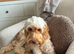Male cockapoo
