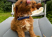 Fox red Cavapoo