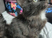 Fluffy kittens half Maine Coon