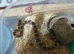 YOUNG ANERY CORN SNAKE