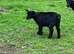 3 Pygmy goat kids 2026