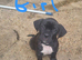 Cane corso X American bulldog
