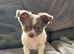Chihuahua puppies