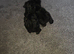Cavapoo