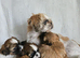 Last Little Boy Available – Ready to Fill Your Home with Love!