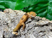 Yakhuna Geckos at Birmingham Reptiles