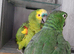 Blue Fronted Amazon Parrot – Exceptionally Colourful, Very Tame, Fantastic Talker