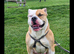 AMERICAN BULLDOG