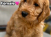 F1B toy cockapoo hypoallergenic 3left