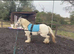 13.2 skewbald mare