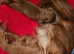 UNO F1 CAVAPOO DNA TESTED PARENTS