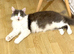 A stunning and very friendly Ragamuffin cat