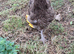 Chocolate Orpington Cockerel