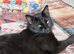 We have a beautiful black Maine coon 5 months old