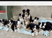 FULLY VACCINATED Border Collie puppies Fully ready to leave