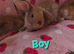 Mini lop 5 boys 4 girls
