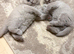 High-Quality British Shorthair Kittens