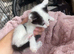 Female kittens
