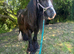12.2 cob mare