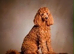 Last boy. DEEP RED Toy Poodle puppy