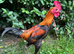 Modern Game Cockerel