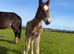 Big sweet natured section d colt to make 15.2hh+