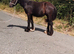 Black colt
