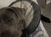 Six months old cane Corso  for sale