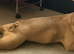 French bulldog to rehome