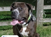 Bully kutta