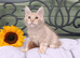 Exceptional Maine Coon Kittens – Huge Champion Bloodlines