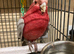 Male galah cockatoo