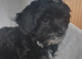 Beautiful Yorkiepoo Boy