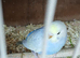 Female Rainbow Budgie