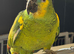 Blue Fronted Amazon with cage