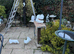 White Fantail Pigeon