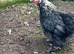 Pekin Bantams