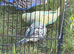 Budgie Family with Cage and Accessories